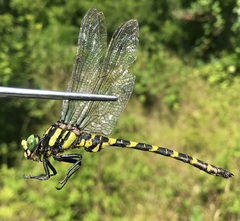 Cordulegaster picta
