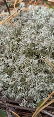 Cladonia rangiformis