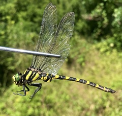 Cordulegaster picta
