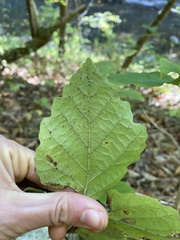 Hamamelis