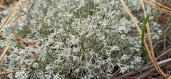 Cladonia rangiformis