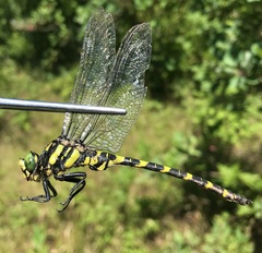 Cordulegaster picta