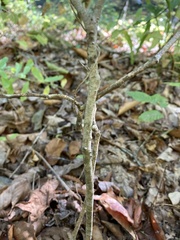 Hamamelis