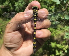 Cordulegaster picta