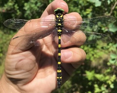 Cordulegaster picta