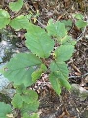 Hamamelis