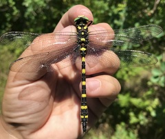 Cordulegaster picta