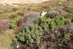 Pelargonium cucullatum
