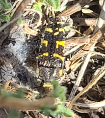 Acmaeodera macra