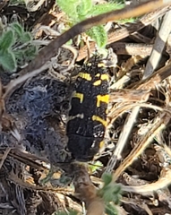 Acmaeodera macra