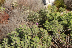 Pelargonium cucullatum
