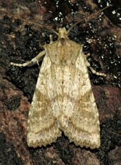 Lithophane bethunei