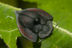 Cyrtonota