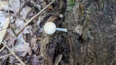 Oudemansiella mucida