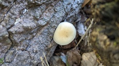 Oudemansiella mucida