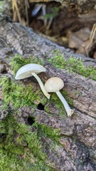 Oudemansiella mucida