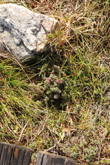 Indigofera glomerata