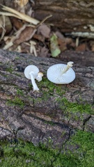 Oudemansiella mucida
