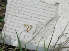 Chiasmia subcurvaria