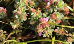 Indigofera glomerata