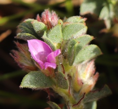 Indigofera glomerata