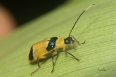 Chrysomelidae