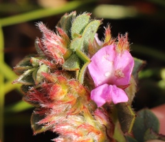Indigofera glomerata