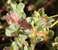 Indigofera glomerata