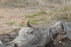 Lophognathus gilberti