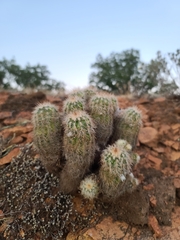Echinocereus reichenbachii baileyi