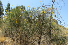 Calobota