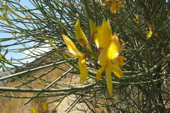 Calobota