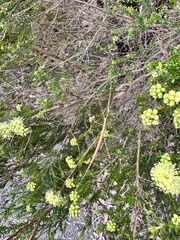 Phasmodes ranatriformis