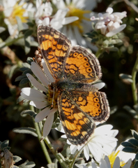 Phyciodes tharos orantain