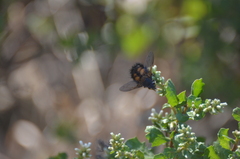 Paradejeania rutilioides