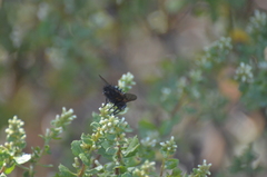 Paradejeania rutilioides