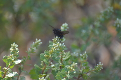 Paradejeania rutilioides