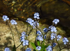 Myosotis alpestris