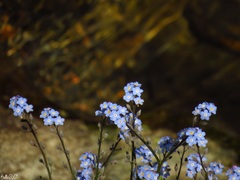 Myosotis alpestris