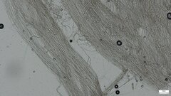 Oudemansiella mucida