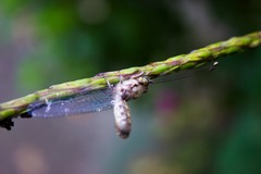 Ululodes macleayanus