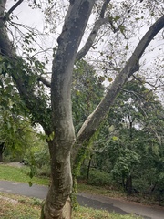 Platanus × hispanica