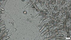 Oudemansiella mucida