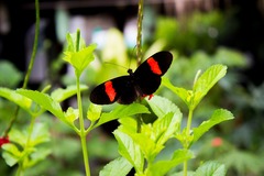 Heliconius erato hydara