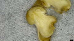 Oudemansiella mucida