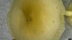 Oudemansiella mucida