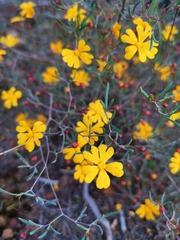 Hibbertia stellaris