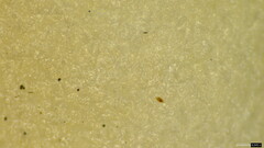 Oudemansiella mucida