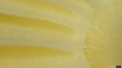 Oudemansiella mucida