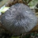 Pluteus velutinornatus - Photo (c) codfish, some rights reserved (CC BY-NC), uploaded by codfish